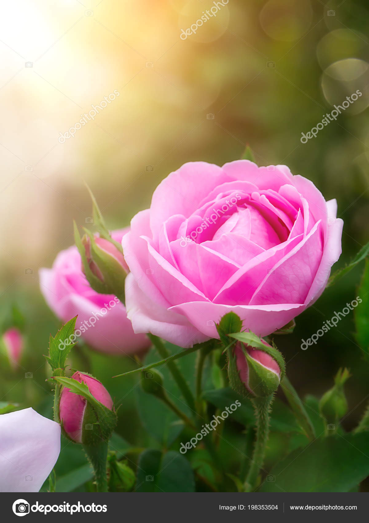 Pink Damask Rose Flower Sunlight Rosa Damascena — Stock Photo