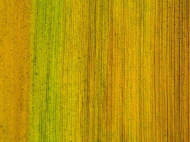 Tilki kuyruğu Palm doku kabuğu kadar kapatın.