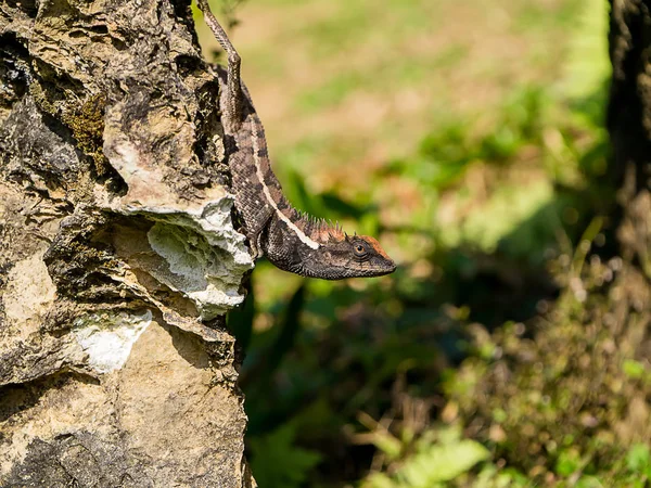 Cerca Lagarto Negro Roca — Foto de Stock