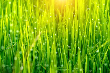 Pirinç alan bokeh ışık ile pirinç bitkinin yaprak yeşil.