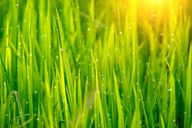 Pirinç alan bokeh ışık ile pirinç bitkinin yaprak yeşil.