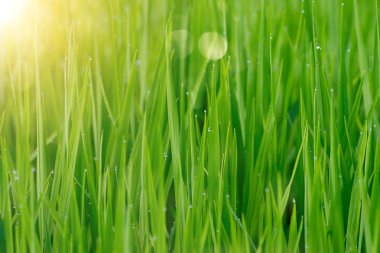 su damlası pirinç alan güneş ışığı ve bokeh ile pirinç bitkinin yeşil yaprak üzerinde