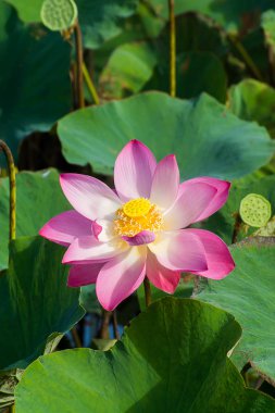 Pembe lotus çiçeği yeşil yaprakları kapatın. (Nelumbo nucifera)