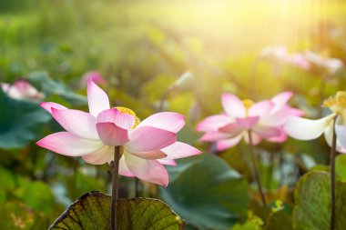 Pembe lotus çiçeği (Nelumbo nucifera) güneş ışığı ile kapatmak.