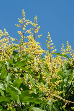 Mango çiçek mavi gökyüzü ile.