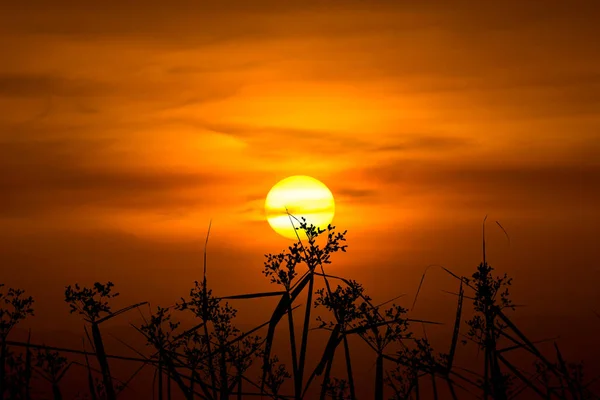 Silueta Flor Hierba Con Gran Sol Cielo Naranja — Foto de Stock