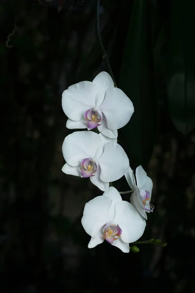 Stäng Upp Den Vita Phalaenopsis Den Mörka Bakgrunden — Stockfoto