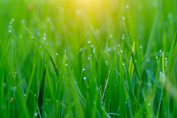 Green Leaf Rice Plant Rice Field — Stock Photo, Image