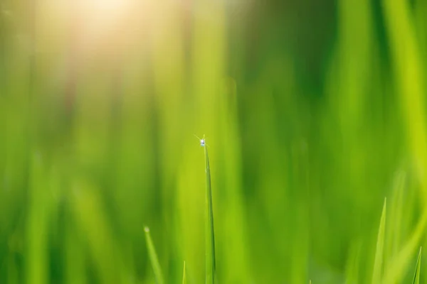 Hoja Verde Planta Arroz Campo Arroz Con Luz Solar — Foto de Stock