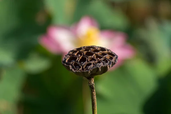 Bliska Materiału Siewnego Lotus Nelumbo Nucifera — Zdjęcie stockowe