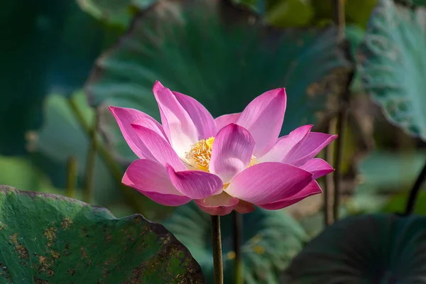 Detailní Záběr Růžové Lotosový Květ Nelumbo Nucifera — Stock fotografie