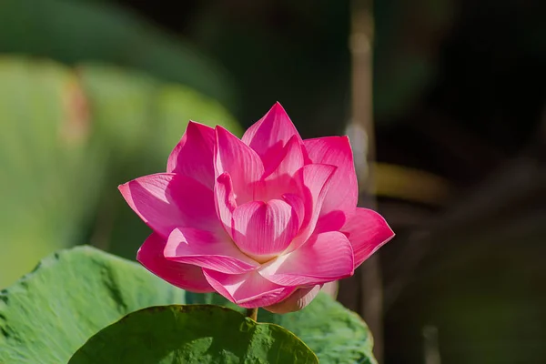 Detailní Záběr Růžové Lotosový Květ Nelumbo Nucifera — Stock fotografie