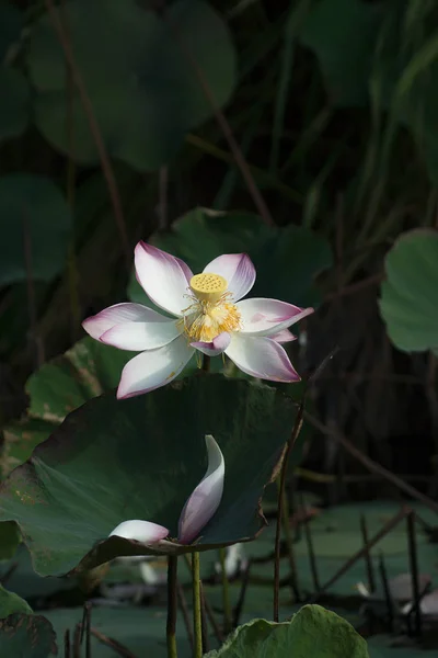 Cerrar Flor Loto Rosa Con Hojas Nelumbo Nucifera — Foto de Stock