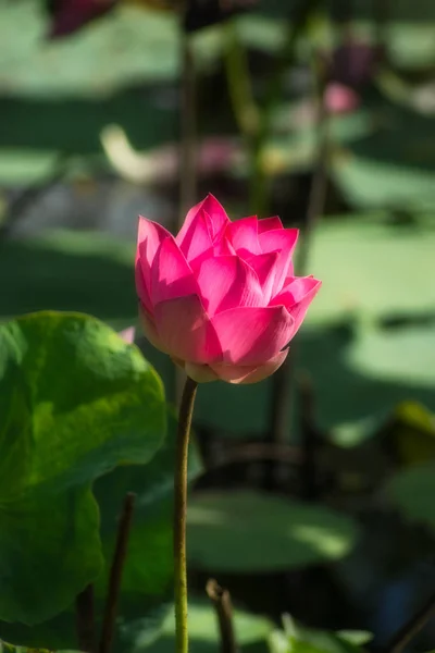 闭上粉红色的莲花 — 图库照片