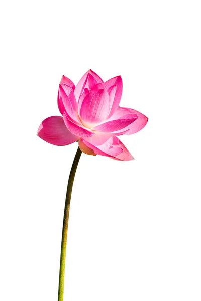 Chiudi Fiore Loto Rosa Nelumbo Nucifera Isolato Sfondo Bianco Con — Foto Stock