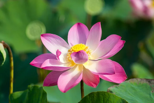 Close Roze Lotusbloem Nelumbo Nucifera — Stockfoto