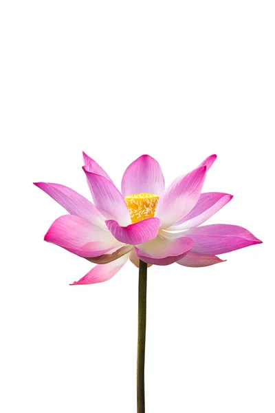 Close Van Roze Lotus Nelumbo Nucifera Bloem Isolaat Witte Achtergrond — Stockfoto