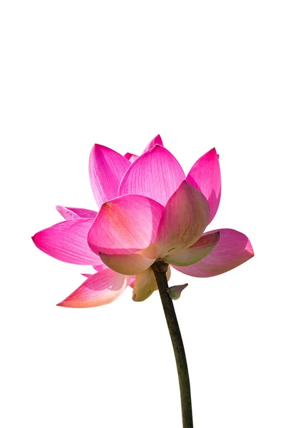 Närbild Rosa Lotus Blomma Nelumbo Nucifera Isolat Vit Bakgrund Med — Stockfoto