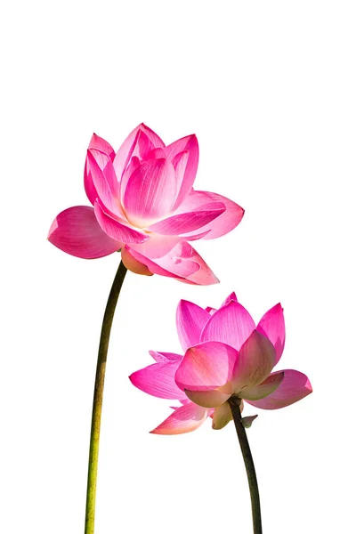 Tow Fleur Lotus Rose Nelumbo Nucifera Sur Fond Blanc — Photo