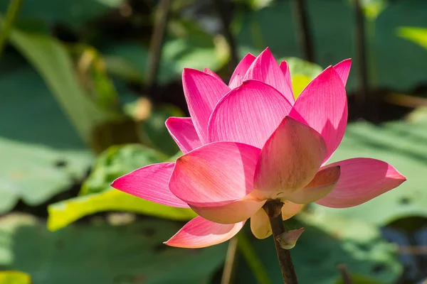 Close Roze Lotusbloem Nelumbo Nucifera — Stockfoto