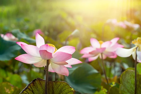 Close Pink Lotus Flower Nelumbo Nucifera Sunlight — Stock Photo, Image