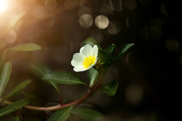 Soft Yellow Flower Dark Background Sunlight Bokeh — Stock Photo, Image