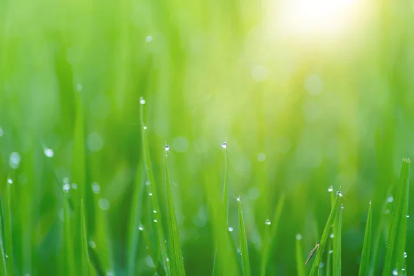 Water Drop Green Leaf Rice Plant Rice Field Sunlight Royalty Free Stock Photos