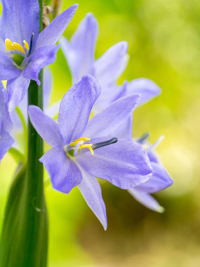 Menekşe çiçek kadar kapatın. (Monochoria elata Ridl.)