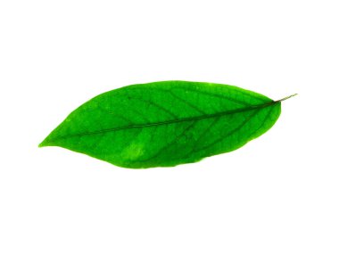 Piper retrofractum Vahl yaprak beyaz arka plan üzerinde kapatın.