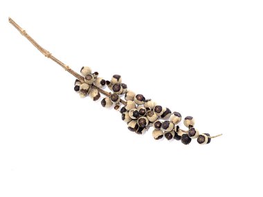 Vitex rotundifolia tohum beyaz arka plan üzerinde Kapat.