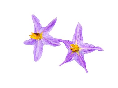 Solanum trilobatum kırpma yolu beyaz zemin üzerine çiçek kadar kapatın.