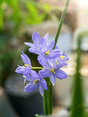 Menekşe çiçek kadar kapatın. (Monochoria elata Ridl.)