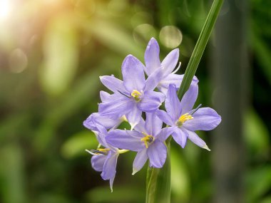 Menekşe çiçek (Monochoria elata Ridl.) ile güneş ışığı kapatmak.