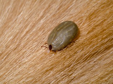 kahverengi köpek kürk zamanında. (Rhipicephalus Sanguineus)