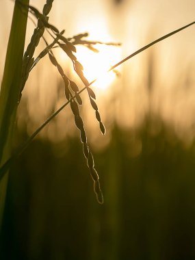Güneş ışığı ile pirinç silüeti kapatın.