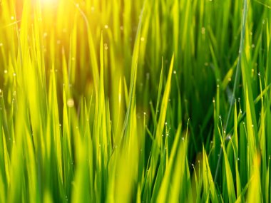Güneş ışığı ile pirinç yapraklarda su damlaları.