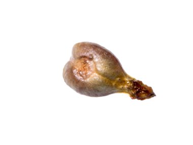 Üzüm tohum kapatmak ve kırpma yolu ile beyaz arka plan üzerinde yalıtır. (Vitis vinifera)