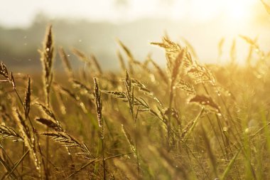 Günbatımı gökyüzü ve kayan ışık ile çimen çiçek