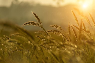 Güneş ışığı ve kayan ışık ile çimen çiçek