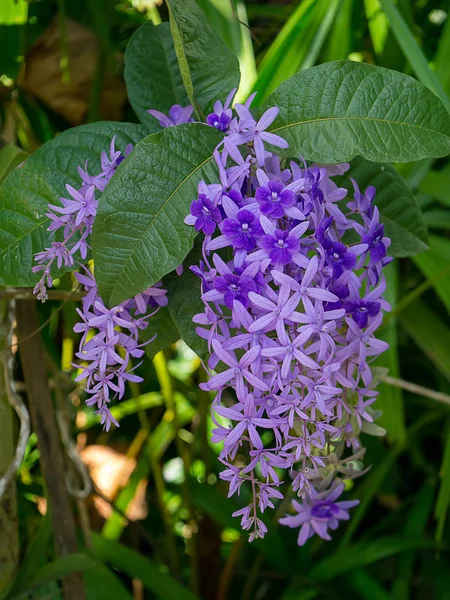 Mor çelenk zımpara asma çiçek arka planını kapatın. (Petrea volubilis)
