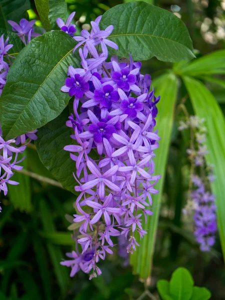 Mor çelenk zımpara asma çiçek arka planını kapatın. (Petrea volubilis)