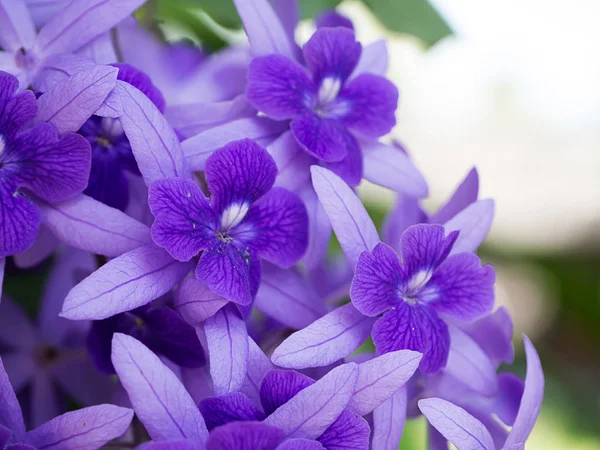 Dekat Purple Wreath Sandpaper Latar Belakang Bunga Vine Petrea Volubilis — Stok Foto