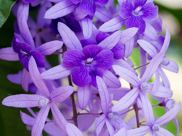 Mor çelenk zımpara asma çiçek arka planını kapatın. (Petrea volubilis)
