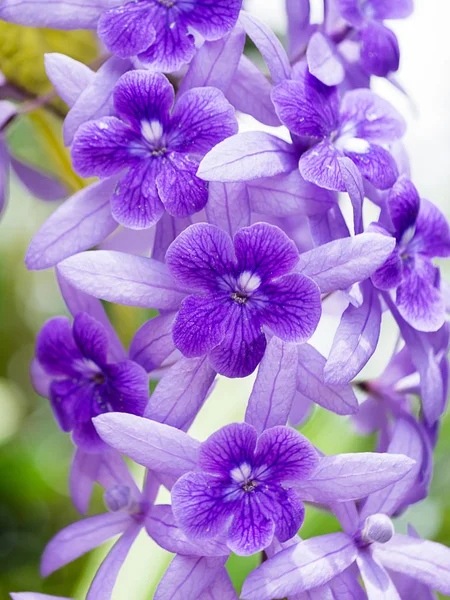 Mor çelenk zımpara asma çiçek arka planını kapatın. (Petrea volubilis)