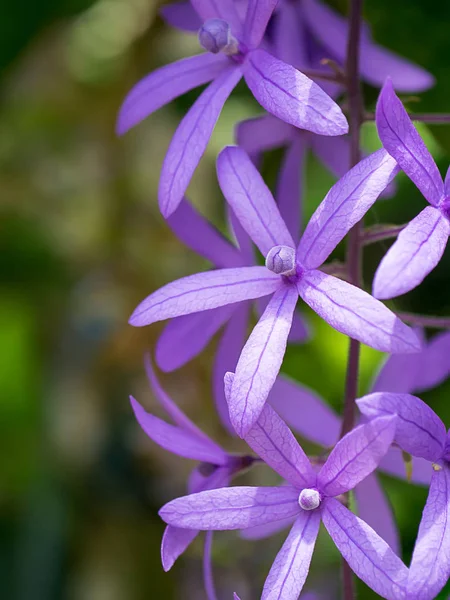 Mor çelenk zımpara asma çiçek arka planını kapatın. (Petrea volubilis)