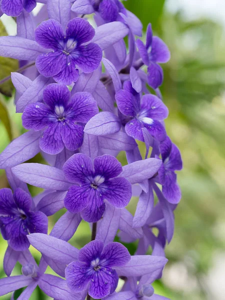 Mor çelenk zımpara asma çiçek arka planını kapatın. (Petrea volubilis)