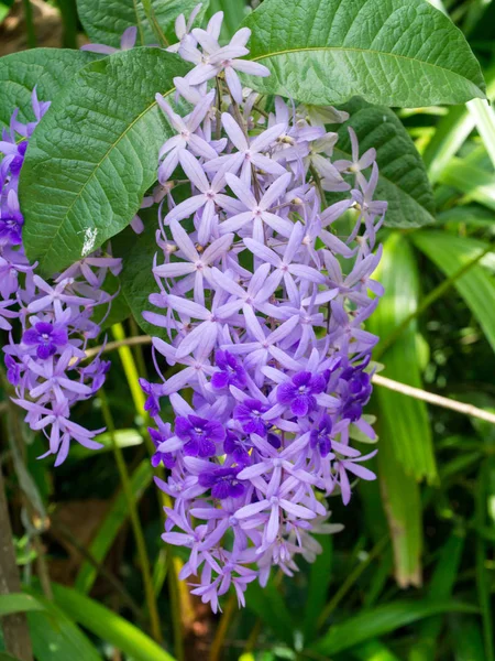 Mor çelenk zımpara asma çiçek arka planını kapatın. (Petrea volubilis)
