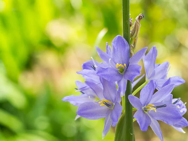 Cierra Flor Violeta Monochoria Elata Ridl — Foto de Stock