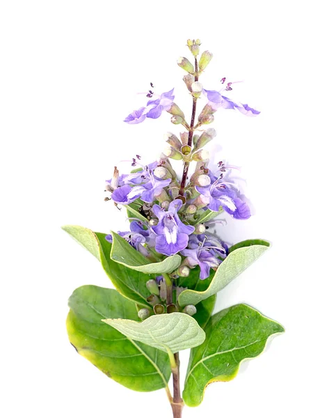 Vitex rotundifolia çiçek beyaz arka plan üzerinde Kapat.