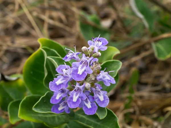 Close Vitex Rotundifolia Flower — Stock Photo, Image